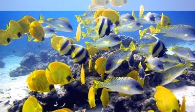 Faszinierende Unterwasserwelt vor Hurghada
