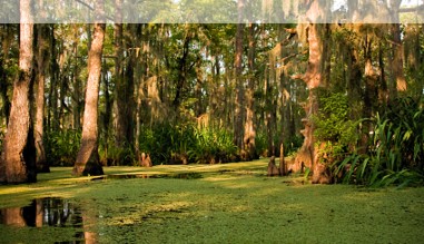 Sumpflandschaft in Louisiana