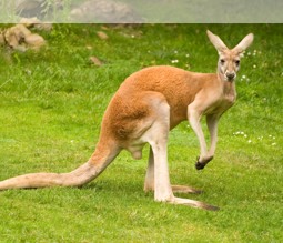 Australisches Känguruh