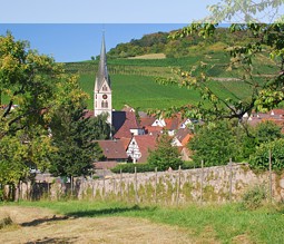 Der Kaiserstuhl - das bekannteste Weinanbaugebiet in Baden-Württemberg