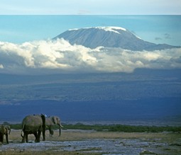 Elefantenherde in Kenia