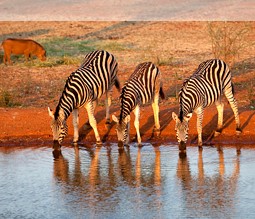 Zebras in einem südafrikanischen Nationalpark